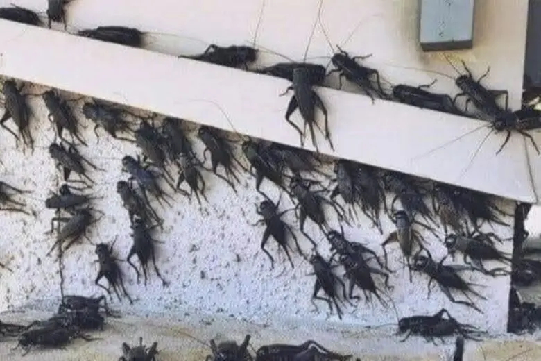 Senasa advierte que está por llegar cinco plagas que afectará Lima y el sur peruano a causa de El Niño