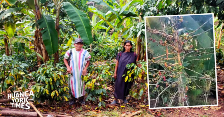 Crisis en el agro: Nuevo ataque de la roya amarilla daña más 90 mil hectáreas de café en Junín - Perú