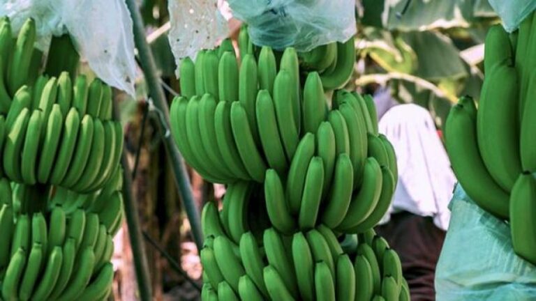 La inteligencia artificial llega a los campos de banano de exportación en Piura - Perú