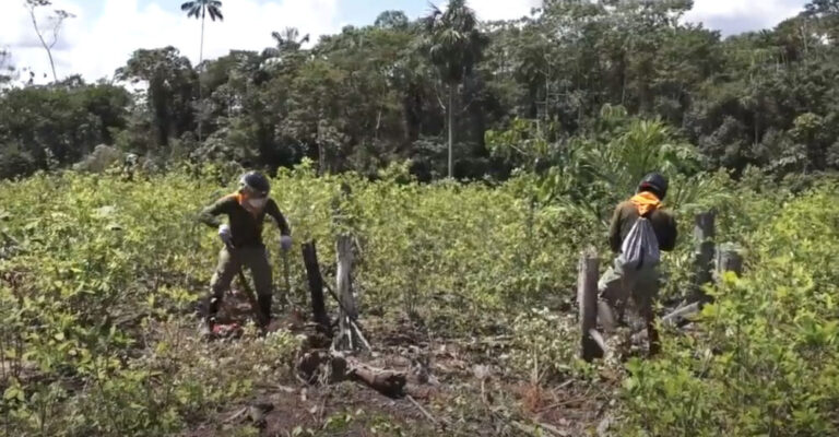 Perú inicia la erradicación de cultivos ilegales de hoja de coca en el Putumayo - Perú