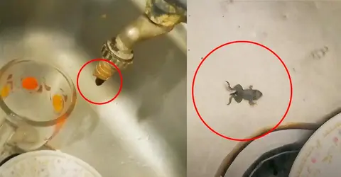 Chincha: Vecinos denuncian a Semapach porque salen renacuajos en los caños de agua potable