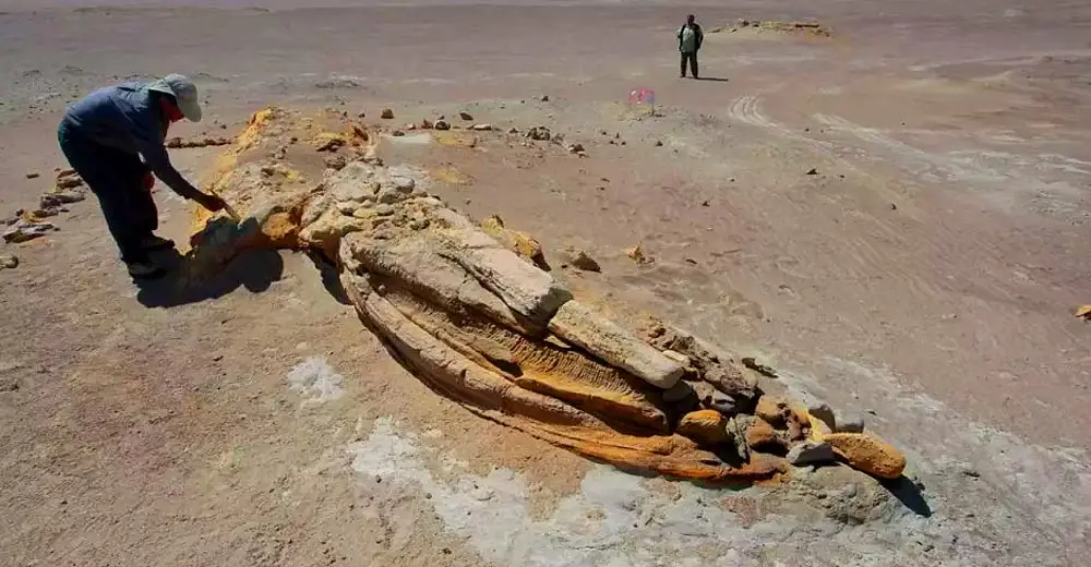 Ica: Denuncian que Inmobiliaria construirá sobre zona de hallazgo del tiburón Perucetus colossus