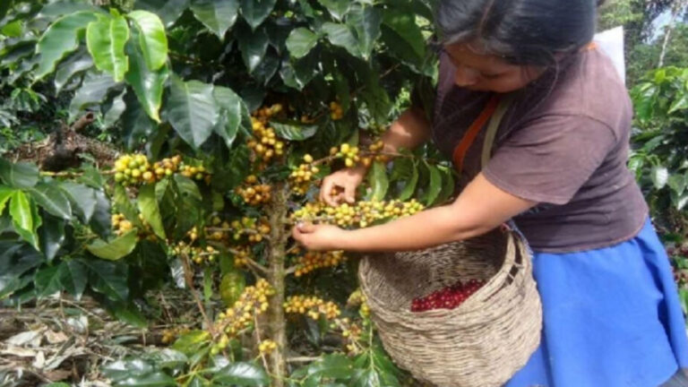 Piura: Cámara de Comercio advierte caída en la producción agrícola más grave que en 2017 - Perú