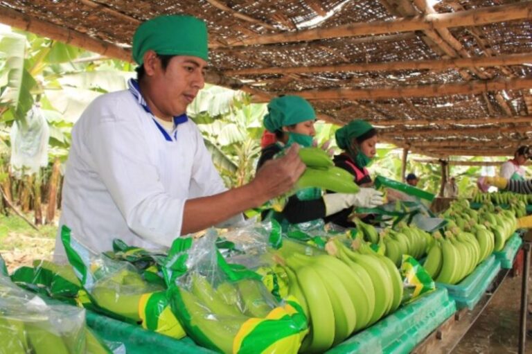 Piura: Exportaciones en riesgo por baja producción agrícola debido al cambio climático - Perú