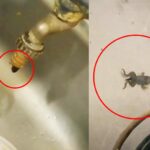 Chincha: Vecinos denuncian a Semapach porque salen renacuajos en los caños de agua potable