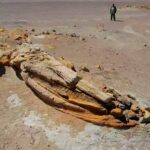 Ica: Denuncian que Inmobiliaria construirá sobre zona de hallazgo del tiburón Perucetus colossus