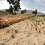 Solo un distrito de la región Ica en Emergencia por peligro de déficit hídrico y Fenómeno de El Niño