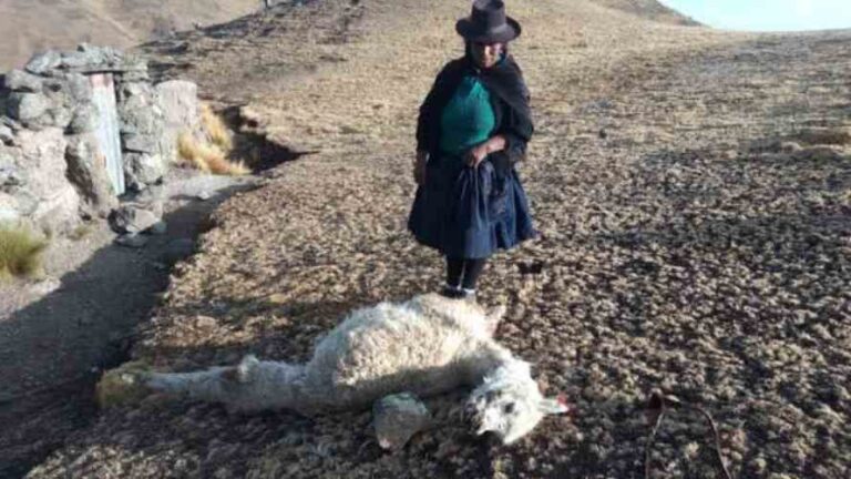 Déficit hídrico: Alertan mortandad de alpacas por falta de agua en Puno - Perú