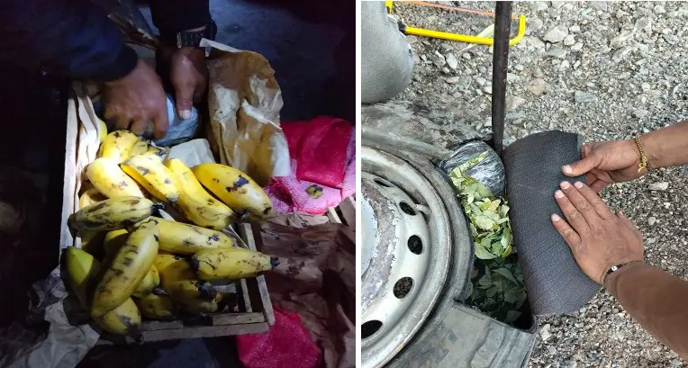 Policía decomisa más de tres toneladas de hoja de coca ilegal en Cusco - Perú