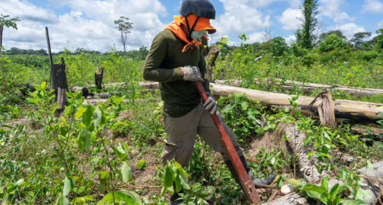 Erradican más de 16 mil hectáreas de cultivos ilegales de hoja de coca en seis regiones - Perú