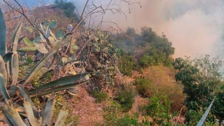 Huamanga: Incendio forestal afectó dos hectáreas de plantaciones de palto - Perú