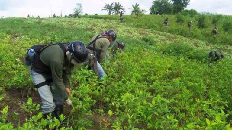 Aumenta el cultivo de hoja de coca en Puno: Hay más de 11 mil hectáreas - Perú