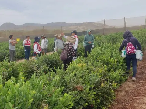 Ica: Sunafil interviene fundos de tres agroexportadoras por incumplir con derechos laborales