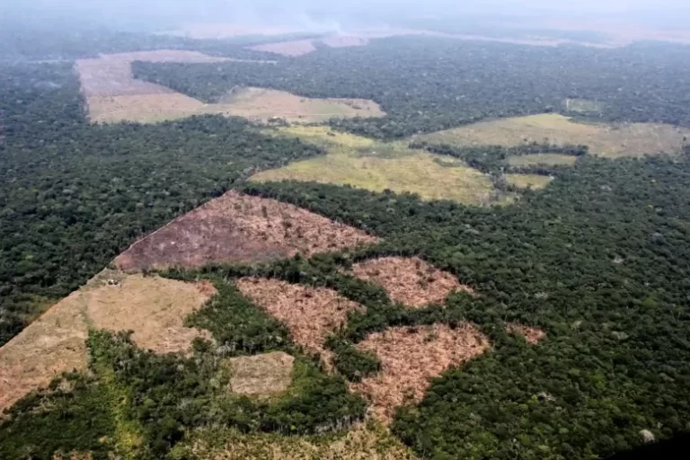 Loreto: El 20 % de la deforestación tiene fines de siembra de coca para narcotráfico - Perú