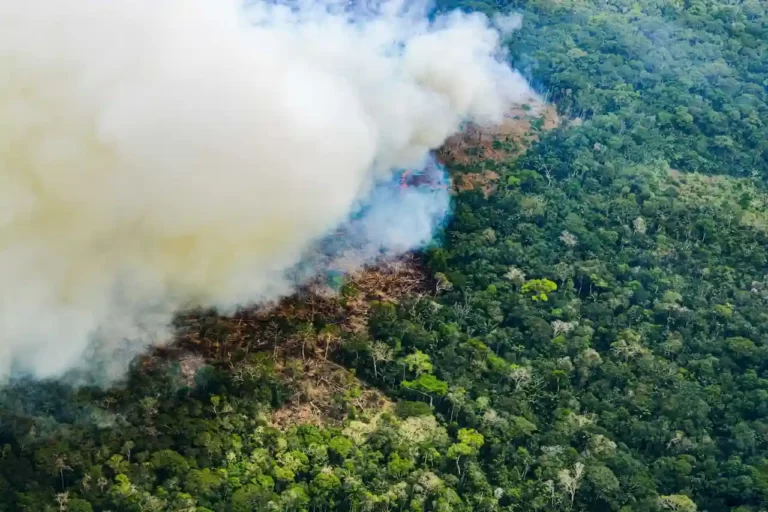 Perú: Más del 70 % de incendios forestales este año ocurrieron en la Amazonía - Perú
