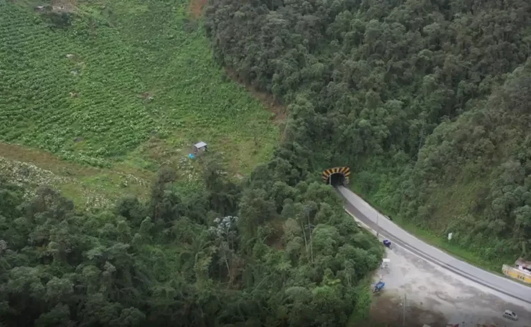 Destinan más de US$ 1 millón para reforestar bosques amazónicos en Huánuco - Perú