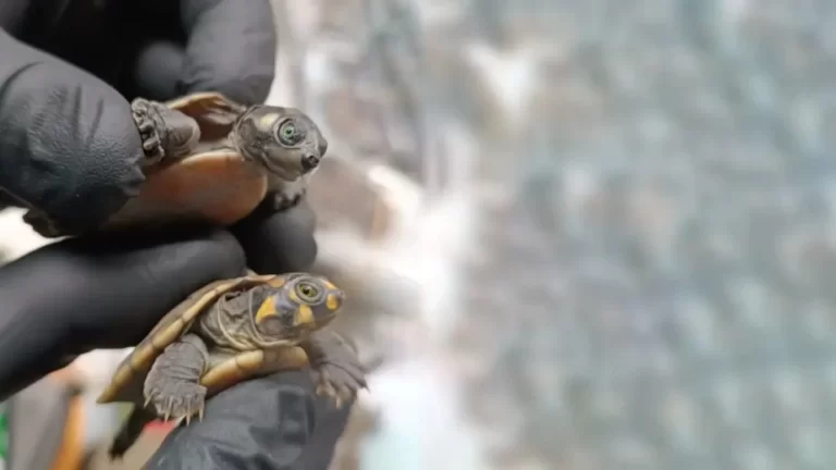 Incautan envío de 4001 tortugas de agua dulce hacia Indonesia - Perú