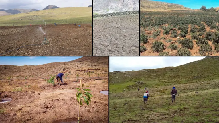 Papa y quinua entre los cultivos más afectados por inclemencias climatológicas - Perú
