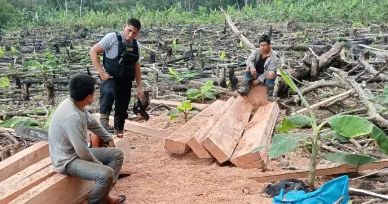 Huánuco: Detienen a hombre que transportaba 700 pies de madera ilegal - Perú