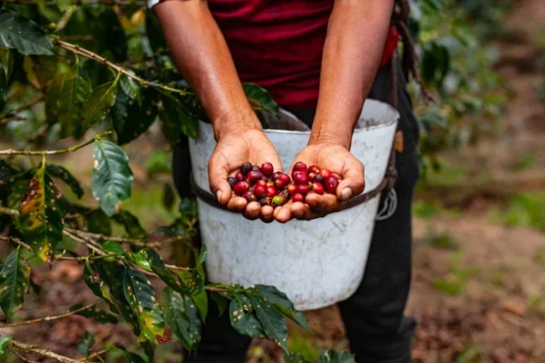 Ucayali: Proyecto de café beneficia a 410 familias - Perú