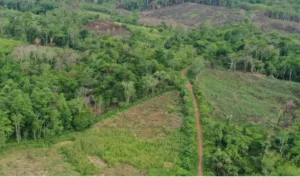 Alistan más iniciativas por la derogatoria de Ley Antiforestal