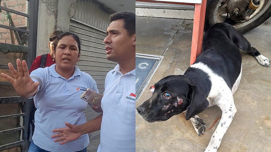 Ica: trabajador de Electro Dunas se pone agresivo tras atropellar y matar a una perrita con su vehículo