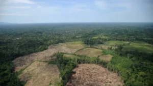 Ley Forestal: Asamblea Nacional de Gobiernos Regionales demanda derogatoria de su modificación