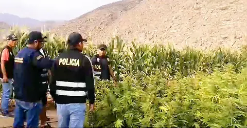 Ica: Sujetos armados cultivaban 6 mil plantas de marihuana en una chacra de maíz