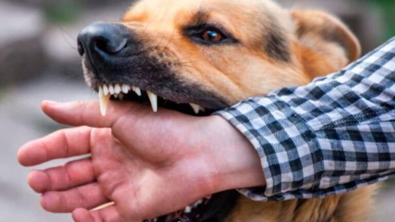 Arequipa: primer caso de rabia canina del año detectado en el distrito Mariano Melgar - Perú