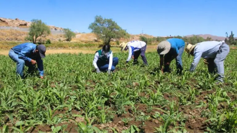 Arequipa: 80% de terrenos agrícolas de la provincia no cuentan con agua - Perú