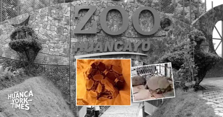 Animales continúan muriendo en zoológico municipal de Huancayo, esta vez, una boa y dos tortugas - Perú