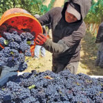 Ica: ola de calor hace las uvas maduren rápido y productores adelantan la cosecha en febrero