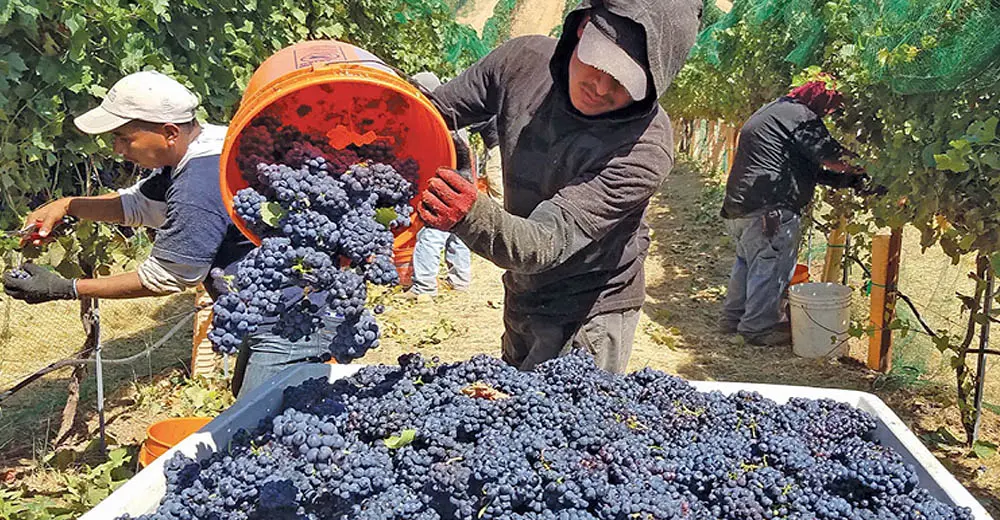 Ica: ola de calor hace que las uvas maduren rápido y productores adelantan la vendimia - Ica