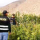 Ica: Sujetos armados cultivaban 6 mil plantas de marihuana en una chacra de maíz