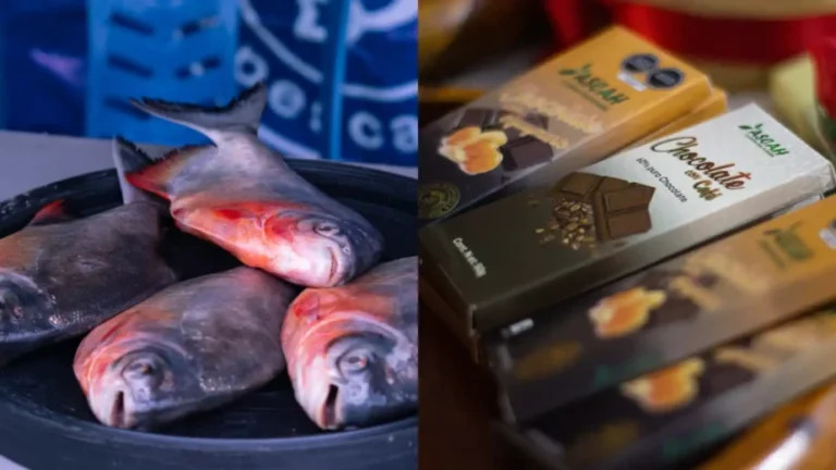 Ucayali: Pobladores de Huipoca dejan cultivo coca por acuicultura y cacao - Perú