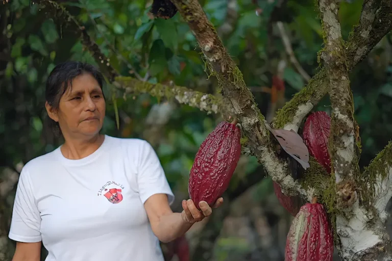 “Tenemos un camino incierto en el tema del cacao” - Perú