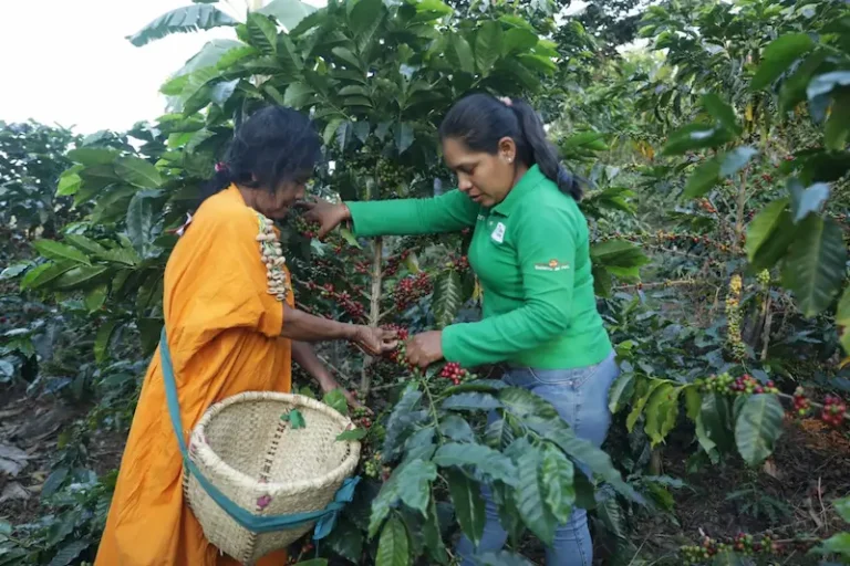 Junín: Fortalecen capacidades productivas de comunidades asháninkas y nomatsigengas - Perú