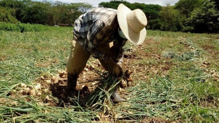 Arequipa: lluvias dañan 17% de producción agrícola, afectando especialmente a Camaná e Islay - Perú