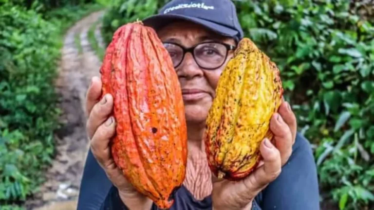 Cacaoteros de Ucayali obtienen más de S/500 000 para mejorar producción del grano - Perú