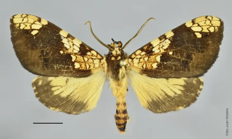 Descubren nueva especie de mariposa en Santuario Histórico de Machupicchu - Perú