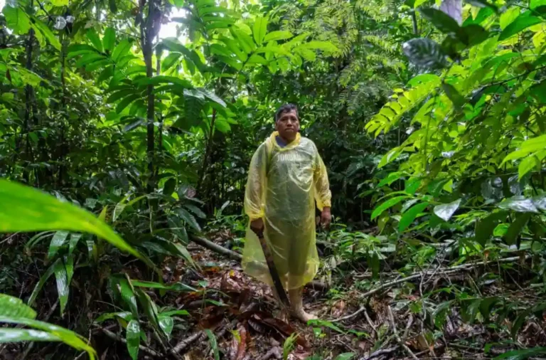 Propuesta del Minam para distribuir créditos de carbono pone en riesgo la protección de la Amazonía - Perú