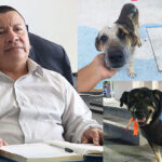 Denuncian a la Municipalidad de Pisco por desaparecer a perritos callejeros de la plaza de armas