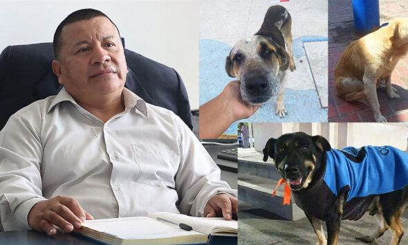Denuncian a la Municipalidad de Pisco por desaparecer a perritos callejeros de la plaza de armas