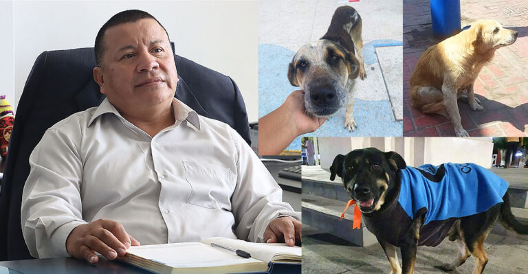Denuncian que la Municipalidad de Pisco desapareció a perritos que vivían en la Plaza de Armas - Ica