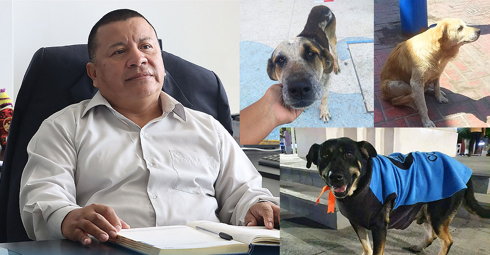Denuncian a la Municipalidad de Pisco por desaparecer a perritos callejeros de la plaza de armas