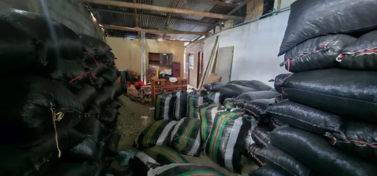 Huánuco: Policía recupera 20 toneladas de cacao robado- - Perú