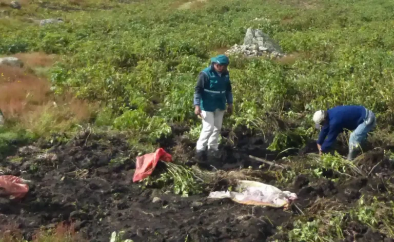 Huánuco: Uso excesivo de pesticidas afecta producción de papa en Pachitea - Perú