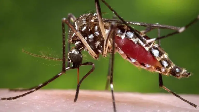 Arequipa: detectan tres nuevos casos autóctonos de dengue en Yauca - Perú