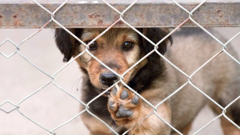 Arequipa: entregarán mascotas en adopción responsable y ‘kit del adoptante’ - Perú