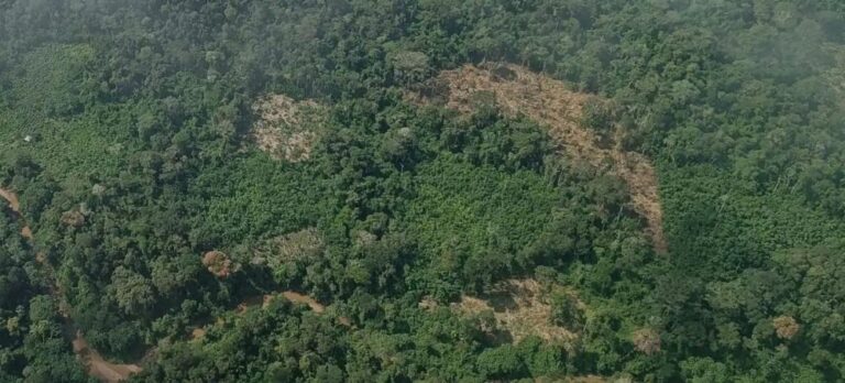 Ucayali: detectan cultivos de coca y cuatro pistas de aterrizaje clandestinas en Atalaya - Perú